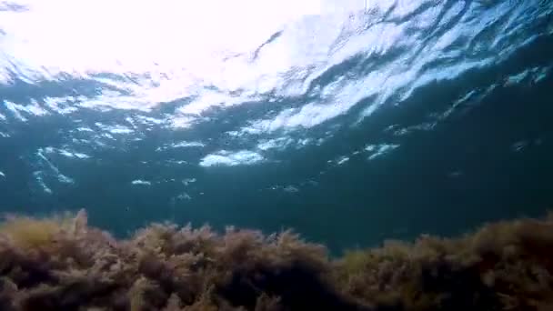 Черепаха плаває над водоростями ближче до поверхні води, шукає їжу, вид з точки — стокове відео