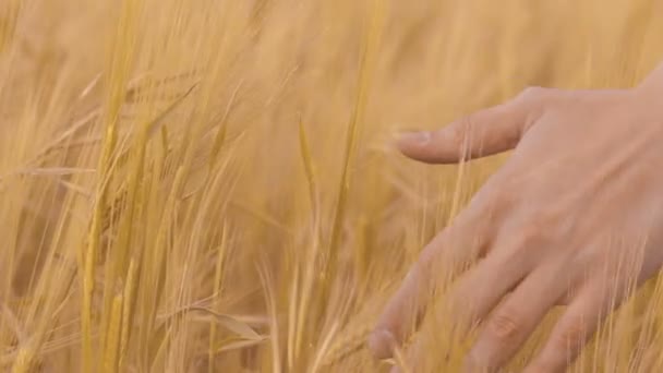 Agricoltore toccare le teste di mais raccolto-ready con la mano, l'industria agricola — Video Stock