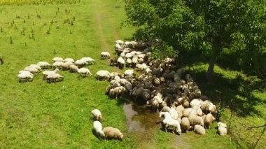 Taze yeşil çim yeme ve yağmur suyu içme çayırda otlatma koyun sürüsü