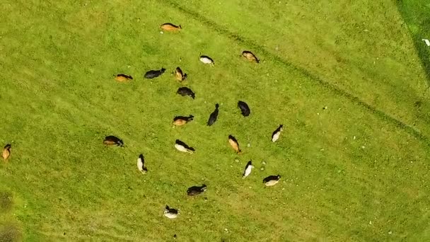 奶牛在绿色夏日草地上放牧 农村经济 农村田野 顶部景观 — 图库视频影像