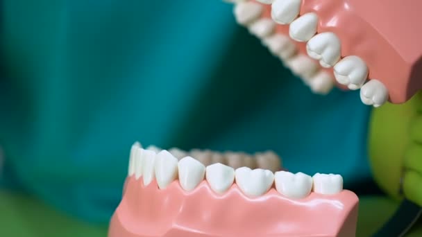 Tandarts schoonmaak kaak model met tandenborstel, tandheelkundige zorg, onderwijs close-up — Stockvideo