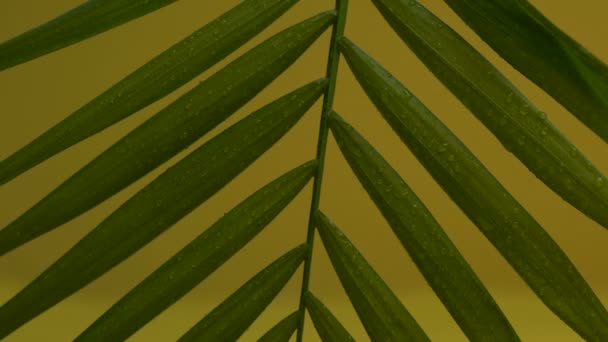 Tropické listy s kapkami deště na zelených rostlin, prostředí, příroda deštný prales