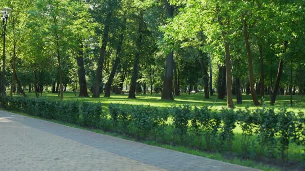 Dicker Mann beim Joggen im Park, beharrlich beim Abnehmen, motiviert — Stockvideo