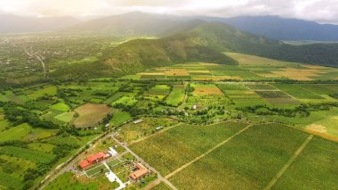 Yeşil Gürcü alanları ve üzüm bağları Shilda Köyü, tarım iş, doğa