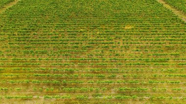 Yeşil üzüm satır Georgia'da, Bahçe ve tarım kırsal kesimde, havadan görünümü
