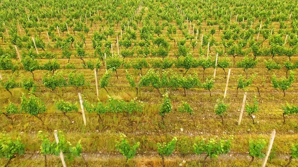 Grote Wijngaard Rijen Georgische Platteland Landbouw Biologische Productie — Stockfoto