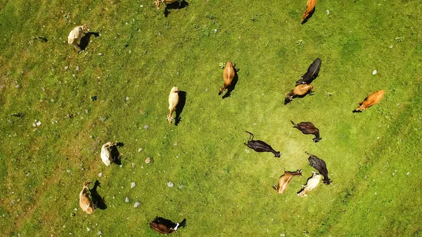 Grazing Vacas Campo Verão Comer Grama Verde Fresca Agricultura Campo — Fotografia de Stock