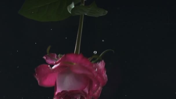 美丽的粉红色玫瑰在水下 芳香疗法和香水 花开花 — 图库视频影像