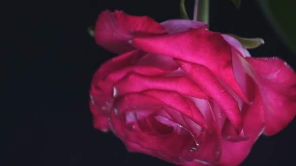 Roos Onder Water Macro Beeld Essentie Van Bloemen Schoonheid Van — Stockvideo