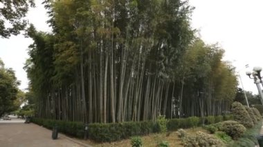 Bambu grove şehir Botanik Bahçe, yeşil doğa, kentsel ekoloji, çevre
