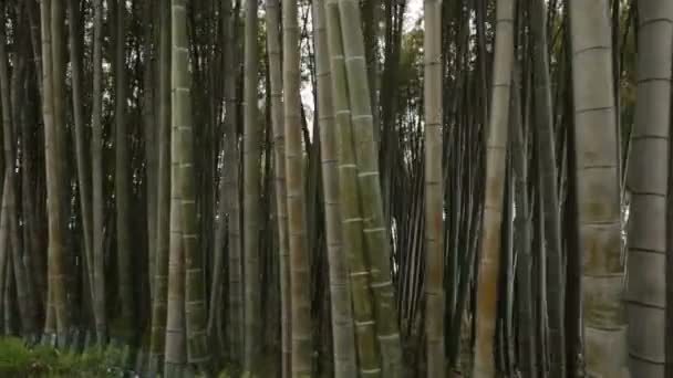 Wysoka Bambusowe Drzewa Ogrodzie Botanicznym Batumi Gruzińską Naturą Rośliny Tropikalne — Wideo stockowe