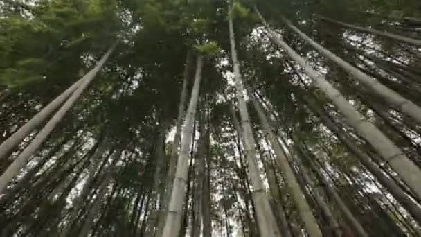 Bambusový Les Městský Park Pohled Zespodu Příroda Rekreace Tropické Vegetace — Stock video