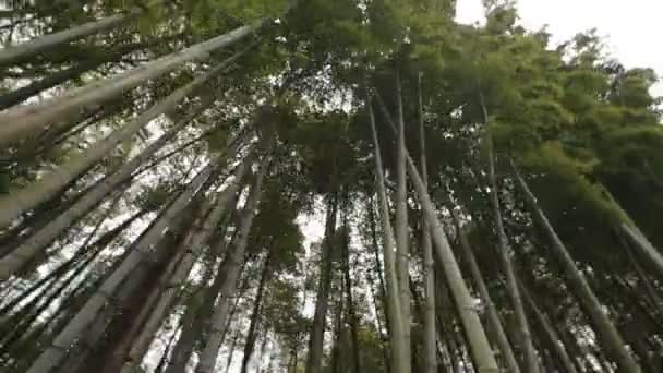 Plantas Bambú Siempreverdes Vista Inferior Descanso Parque Plantas Clima Tropical — Vídeos de Stock