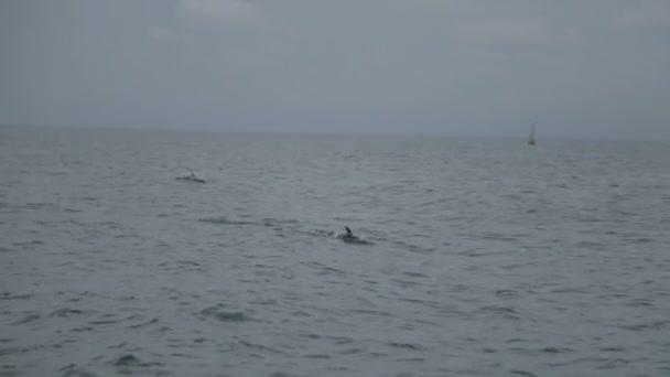 Golfinhos Nadando Água Mar Natureza Vida Selvagem Mamíferos Aquáticos Ecologia — Vídeo de Stock