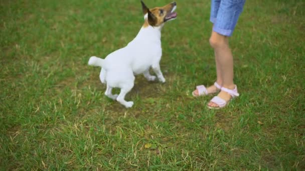 Malá Dívka Hraje Roztomilý Pes Zahradě Volný Čas Venku Aktivní — Stock video