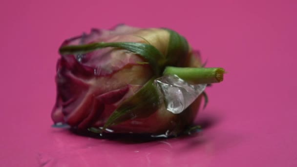 Rose Congela Con Indiferencia Hielo Mentira Muerte Amor Relación Primer — Vídeos de Stock