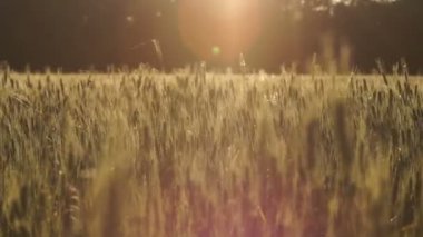 Buğday bitkileri sallanan rüzgar, zengin verimli toprak, tarım küçük işletme