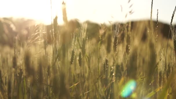 Campo Trigo Luz Nascer Sol Produção Farinha Para Pão Variedades — Vídeo de Stock