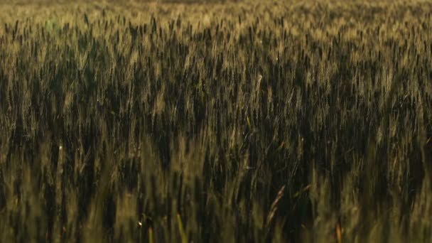 Tmavá Pšenice Stonky Choroby Rostlin Plodiny Invazi Hmyzu Špatné Úrody — Stock video