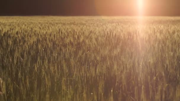 Bright Sunbeam Falling Wheat Field Meditation Relax Mystic Atmosphere — Stock Video