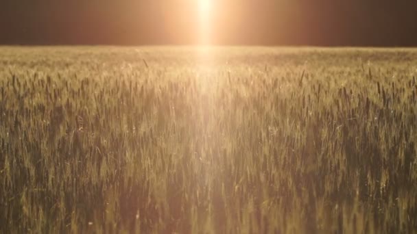 Bright Ray Light Falling Wheat Field Wind Swinging Grass Ufo — Stock Video