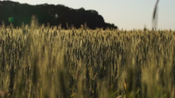 Grünes Weizenfeld Wintergetreideanbau Landwirtschaft Volksvermögen — Stockvideo