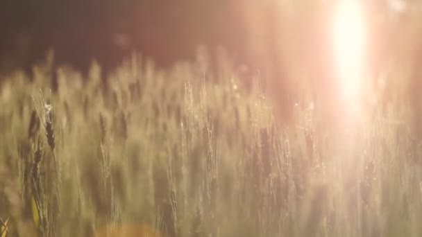 Cereales Que Reproducen Campo Trigo Iluminado Por Luz Del Sol — Vídeo de stock