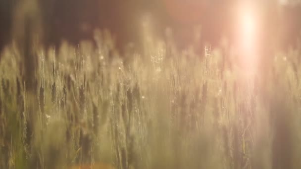 Campo Grano Illuminato Dalla Luce Del Sole Raccolto Ricchi Terreni — Video Stock