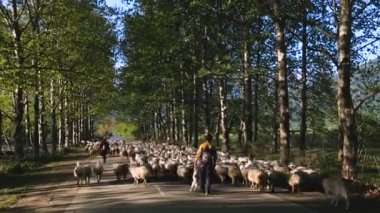 Koyun, yün, peynir üretimi, satışı sürüsü koruyan çoban Georgia