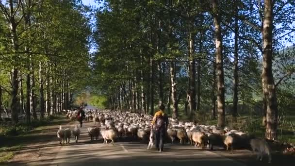 Пастух Охраняющий Стадо Овец Продажа Шерсти Производство Сыра Грузия — стоковое видео