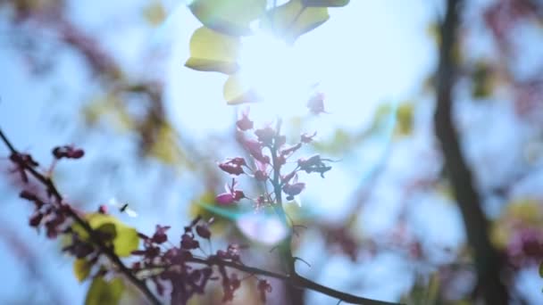 Las Abejas Recogen Néctar Los Árboles Florecientes Polinización Vida Despierta — Vídeos de Stock