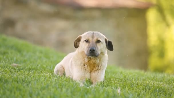 迷犬草原に座って カメラ ホームレス ペットを慈善ヘルプに歩いて — ストック動画