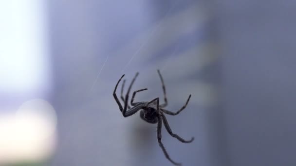 Spindel Spinning Nätanslutning Miljö Djurliv Natur Web Arachnophobia — Stockvideo