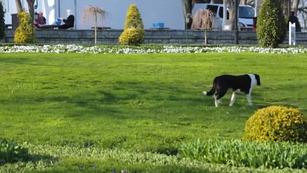 Ellendig Honger Dorst Zwerfhond Lopen Alleen Park Dakloze Dieren — Stockvideo