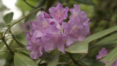 Nazik önümüzdeki rahatlama ve huzur veren ışık mor çiçek