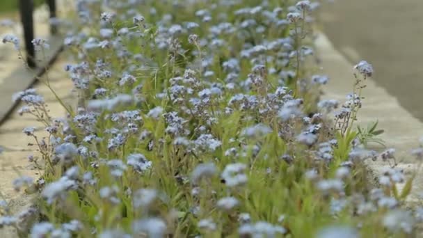 Pequeño Olvidarme Temerosamente Temblando Símbolo Del Viento Constancia Fidelidad — Vídeo de stock