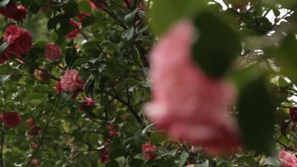 いい香り 植物園を与える木に咲くかわいいピンクの花 — ストック動画