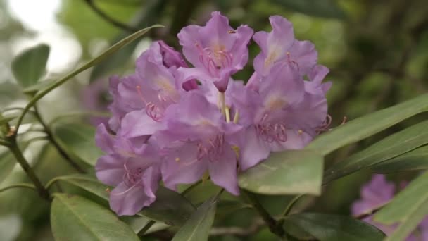 Ніжні Суцвіття Світло Фіолетових Квітів Надають Релаксації Спокою — стокове відео