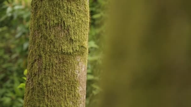 Пушистый Зеленый Мох Растущий Стволах Деревьев Обучение Выживанию Дикой Природе — стоковое видео