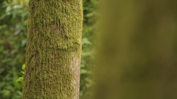 Musgo Verde Esponjoso Creciendo Troncos Árboles Entrenamiento Supervivencia Desierto Peligro — Vídeos de Stock