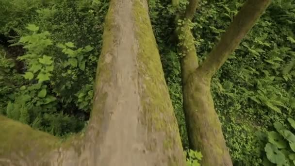 Τεράστιο Δέντρο Ξαπλωμένος Στο Έδαφος Παρεμπόδιση Πέρασμα Συνέπειες Του Τυφώνα — Αρχείο Βίντεο