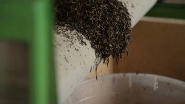 Çay kurutma için demir ekipman işletim üretim enterprise, bitki yaprakları