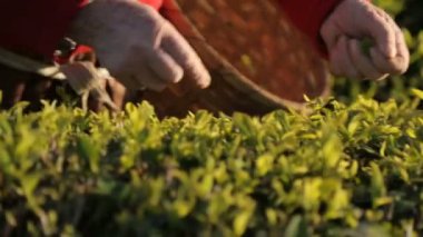 Çay hasat insanlar yaprak güneşli plantation, yurtdışında istihdam, iş