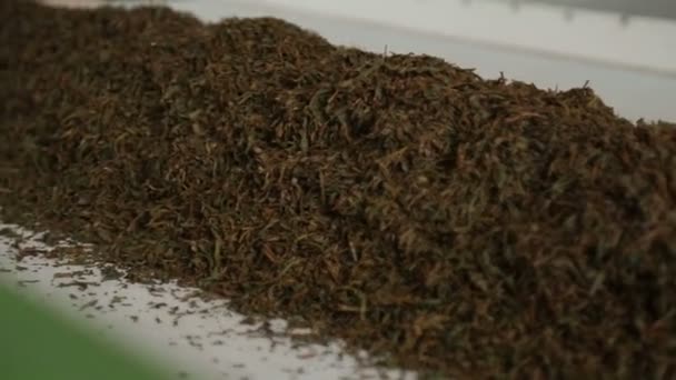 乾燥工場 グルジア経済で搬送ラインにエリートの紅茶をブレンド — ストック動画