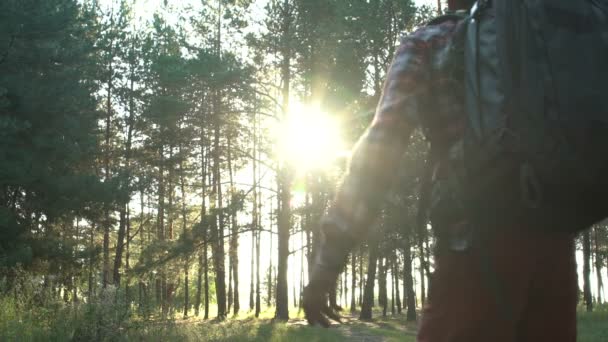 年轻的男性徒步者享受凉爽的营地之旅在森林里 转身自己 — 图库视频影像
