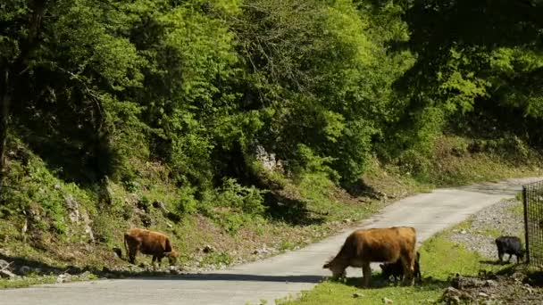 Poucas Vacas Com Bezerros Pastando Perto Estrada Montanhas Caucasianas Kutaisi — Vídeo de Stock