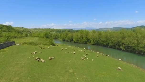 Stádo ovcí na zelené pastviny v horách, chovu dobytka, organické vlny