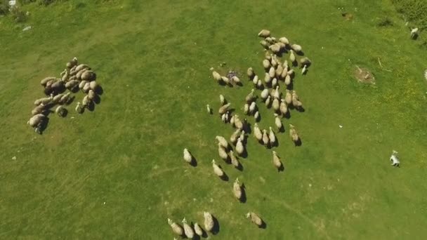 Pâturage Moutons Dans Champ Luxuriant Montagne Élevage Bovin Production Biologique — Video