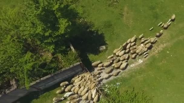 Rebaño Ovejas Que Desplazan Desde Potrero Las Montañas Cría Ganado — Vídeos de Stock