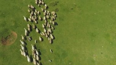 Sürü koyun ve keçi Kutaisi, Gürcistan'daki dağlarda mera üzerinde çalışan